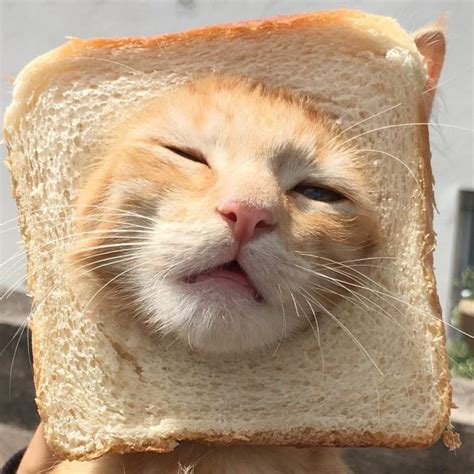 Bread Cat Myconfinedspace