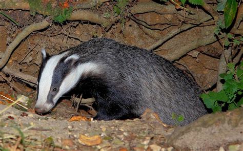 European Badger Animals Facts And Information All Wildlife Photographs