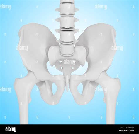 3d Rendered Illustration Hip Bone Anatomy Concept Stock Photo Alamy