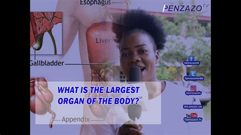 What Is The Largest Organ Of The Body Youtube