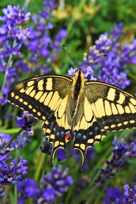 Now here is a single perennial that wins the trifecta award of attraction! Best 6 Perennial Bushes to Attract Butterflies | Plants ...