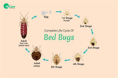 Bed Bug Life Cycle Bed Bug Infestation And How To Remove Them
