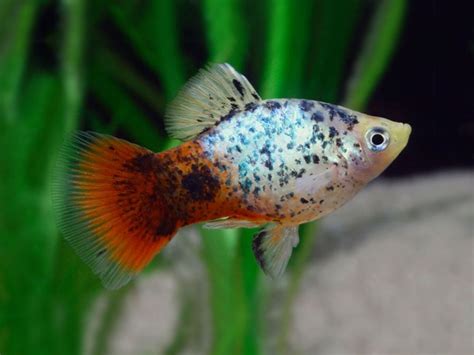 Blue Coral Calico Platy Platy Fish Tropical Freshwater Fish Coral Blue