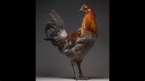 Pin By Louise On Chicks Animals Rooster