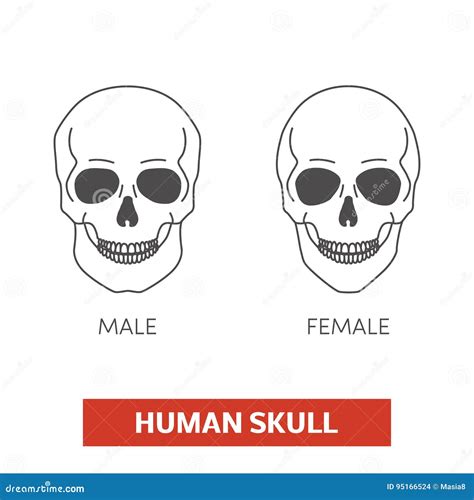 Male And Female Skulls Stock Photography 95166524