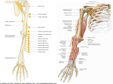 Radial Nerve Pathway Peripheral Nerve Medical Anatomy