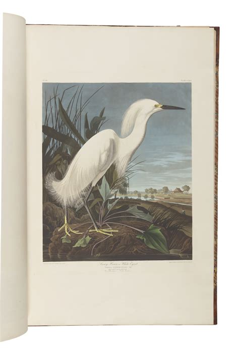 John James Audubon The Birds Of America From Original Drawings By