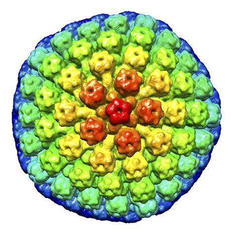 Herpes Virus Particle Artwork Photograph By Science Photo Library