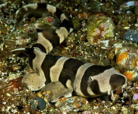 Brownbanded Bamboo Shark Juvenile On Sea Floor Indonesia Photograph By