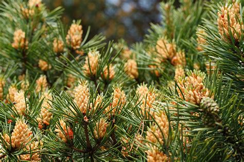 The Health Benefits Of Pine Pollen Superfood From The Trees