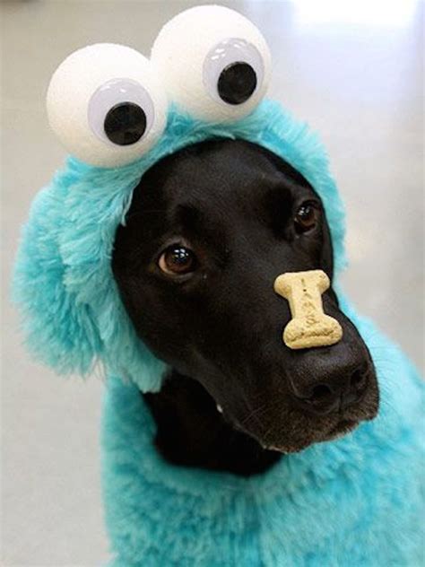 22 Funny Dog Costumes For Halloween Cute Dog Halloween Costumes Pet