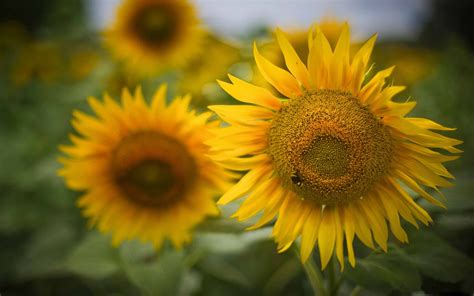 Beautiful Sunflowers Macbook Air Wallpaper Download Allmacwallpaper
