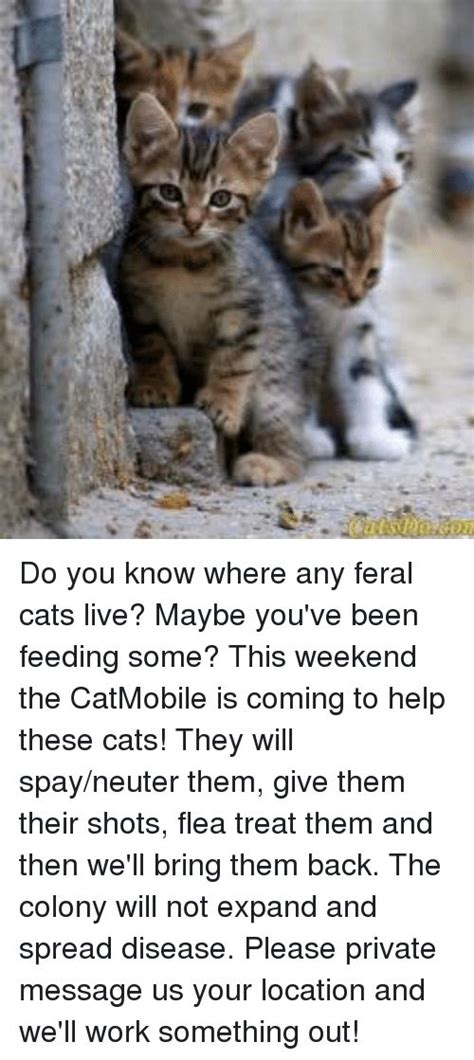 Take The Prodigious Funny Feral Cat Pictures Hilarious Pets Pictures