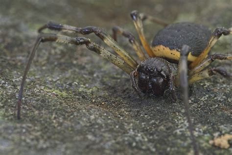 Aranha Nephilingis Cruentata African Hermit Spider Flickr