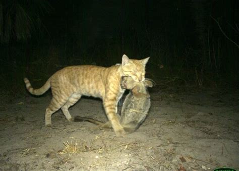 Best Practice Management For Feral Cats And Red Foxes Nesp Resilient