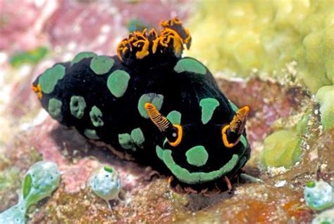 Pin On Nudibranches And Other Sea Life