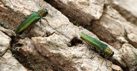 Invasive Species In The Us 5 Insect Pests That Damage Trees