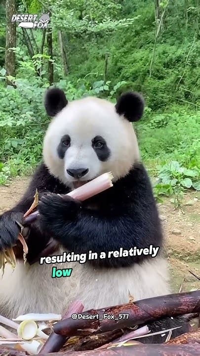 Why do baby pandas only weigh about 100 grams at birth? #facts #