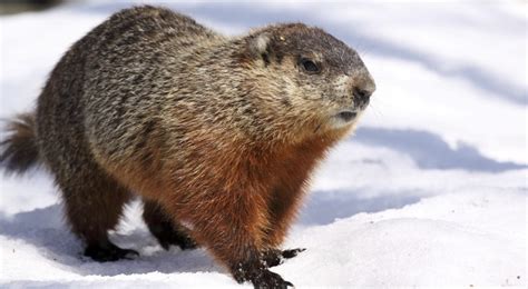 Sorry, folks. Manitoba's famed groundhog, Brandon Bob, doesn't exist. - Macleans.ca