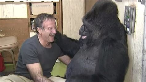 Koko Gorilla Who Knew Sign Language Dies In Santa Cruz Mountains
