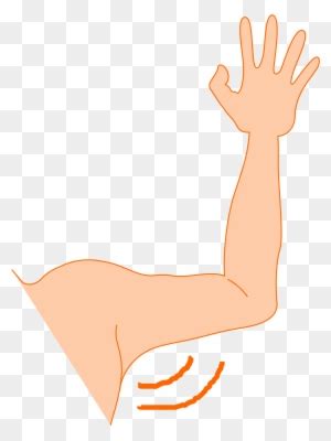Deep Muscles Of The Front Forearm Clipart Etc My XXX Hot Girl