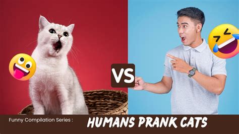 Purr Fectly Hilarious Cat Pranks That Will Make You Lol Youtube