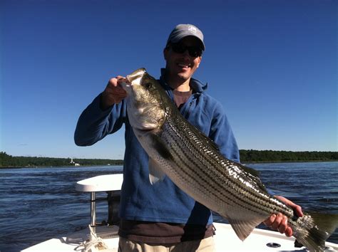 Maine Striper Fishing Charters And Reports Hotline 207 691 0745 Maine
