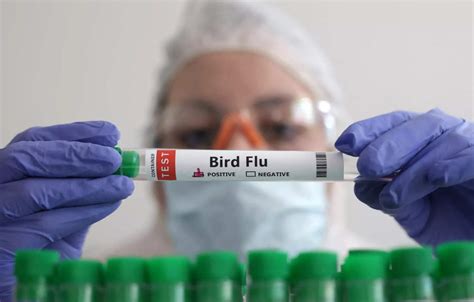 Genetically Edited Chickens Used To Limit Bird Flu Spread Health News
