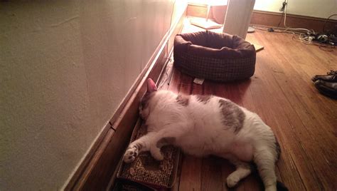 20 stoned cats that definitely got into the catnip stash