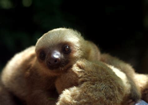 Baby Sloth Being Cute Dave Gingrich Flickr