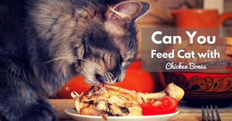 Sometimes they eat their prey while most often, this occurs when cats eat mice or rats infected with the parasite. Can Your Cat Eat Chicken Bones? The Answer Will Make You ...