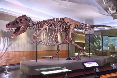 Sue The T Rex Experience Now At Denver Museum