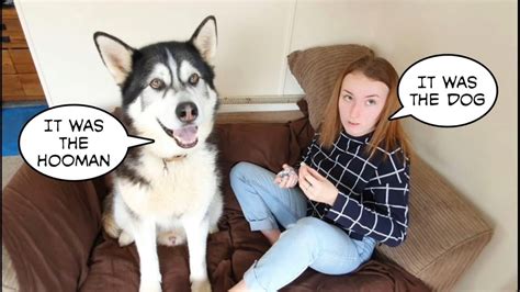 Dog And Daughters Love Hate Relationship Is Hilarious Youtube