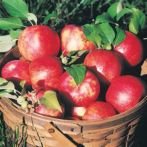 Honeycrisp apples are known for their delicious, delectable taste. Pin on Trees to Grow