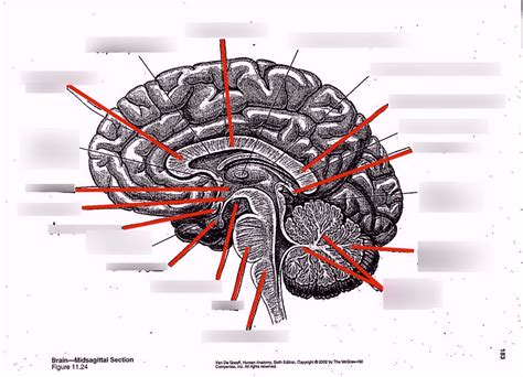 Brain Midsagittal Section Diagram Quizlet