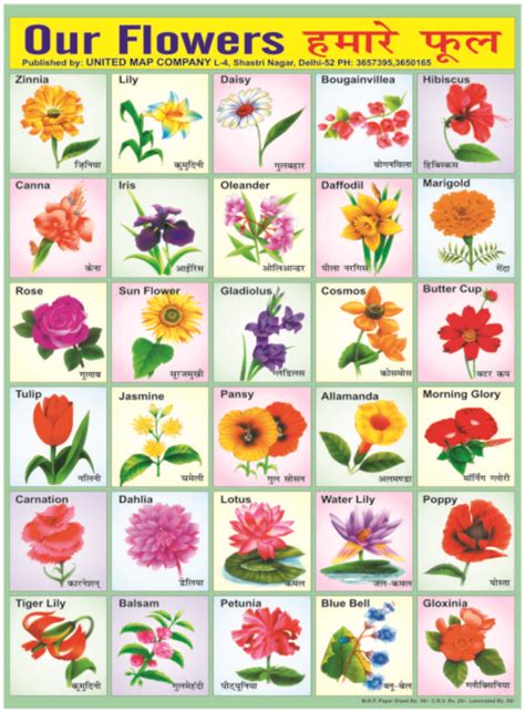 Flowers Name In English And Hindi With Images The Meta Pictures