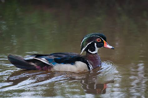 Stunning Wood Ducks Wp3 Photography