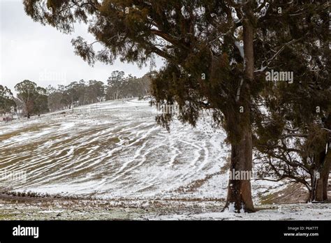 Snow Covering A Hillside With Trees And Cattle Tracks In Oberon New