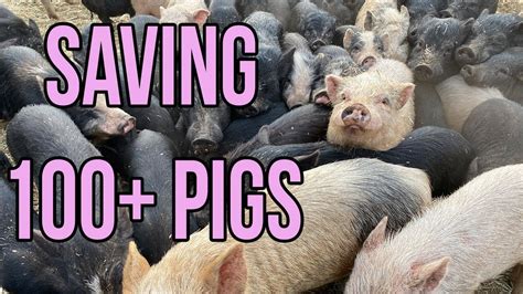 Massive Animal Rescue Saving Over 100 Pigs Youtube