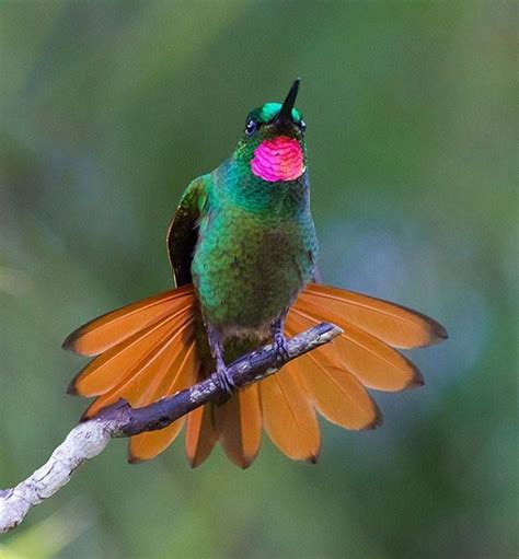 Iridescent Beauty Exotic Birds Colorful Birds Small Birds Pet Birds