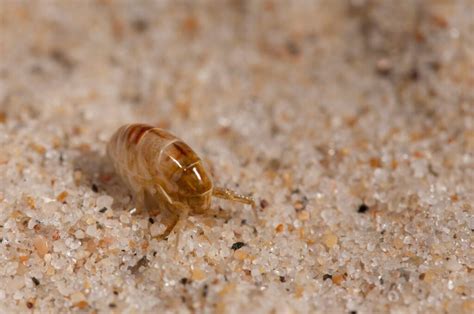 How Do You Get Sand Fleas Pest Phobia