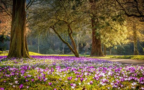 Download Wallpapers Spring Park Crocuses Purple Spring