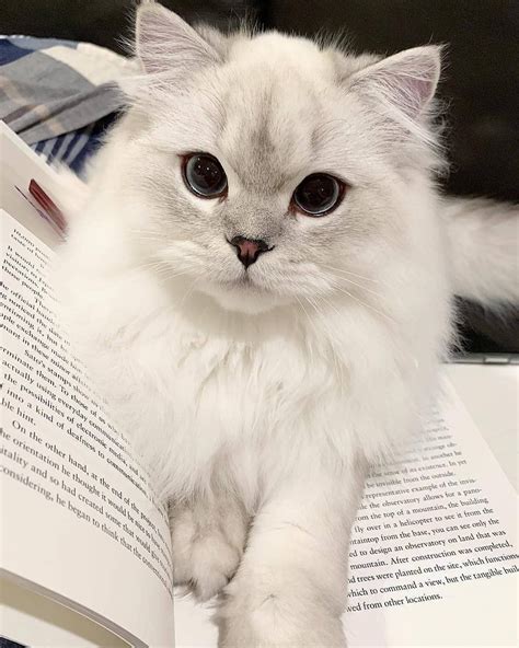 cute cats of instagram on instagram “the cutest bookmark ever 📩 submit your cat s photo to our