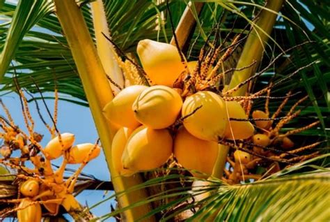 13 Different Types Of Coconuts That Grow Around The World Conserve
