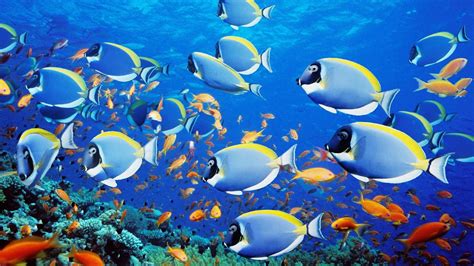 We did not find results for: Wallpaper de peces tropicales - 1920x1080 :: Fondos de ...