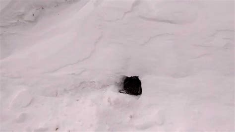 Ruffed Grouse Hiding In The Snow Youtube