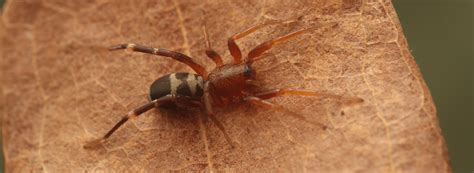 Castianeira Ant Like Spiders Spiderbytes