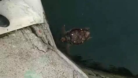 Πάτρα Απίστευτο θέαμα Νεκρή θαλάσσια χελώνα στο Παλιό Λιμάνι Dete