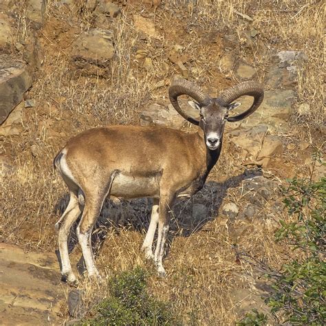 Cyprus Mouflon Ovis Gmelini Ophion Mammals From Cyprus F Flickr