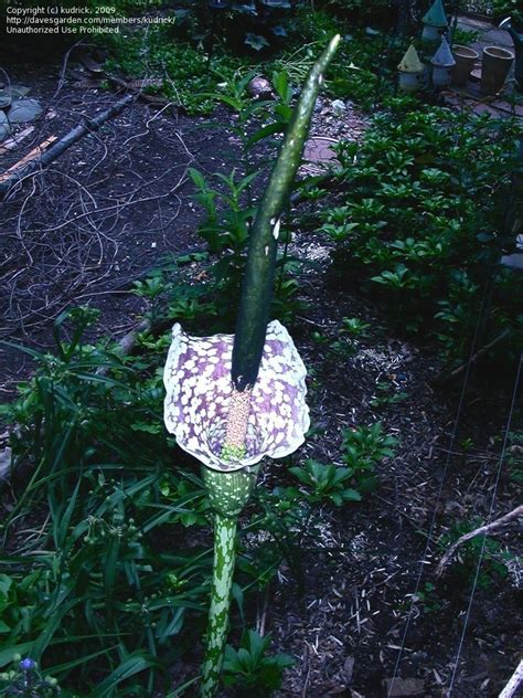 Plantfiles Pictures Voodoo Lily Amorphophallus Kiusianus By Kudrick